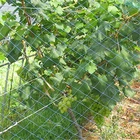 Agro Farming plastic net bean and pea plant support net tomato climbing net