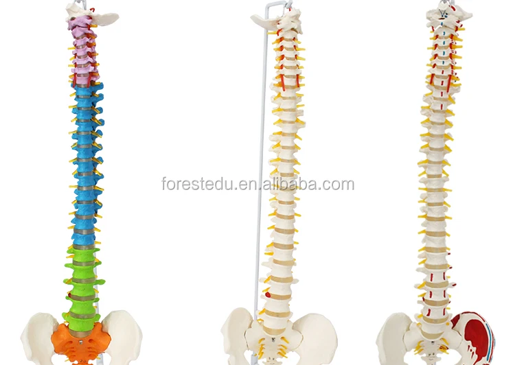 12 spine model.jpg