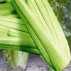 /product-detail/qin-cai-zi-organic-vegetable-seeds-celery-seed-60676732846.html