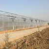 Green House agricultural tomato for vegetable greenhouse