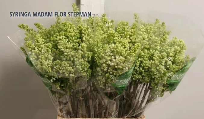 SYRINGA MADAM FLOR STEPMAN