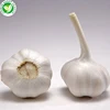 Wholesale most popular hot selling cheap fresh garlic price