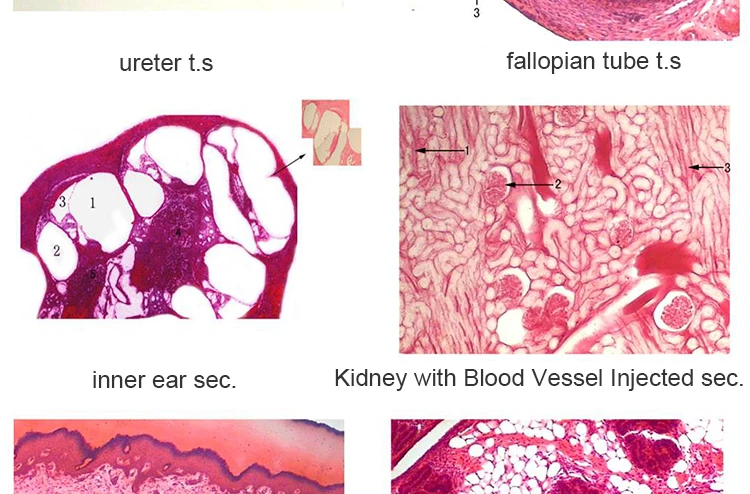 Histological Slice Microscope Slides.jpg