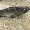 Wholesale Seafood Good Sale FROZEN Indonesia GROUPER whole round & Fillet