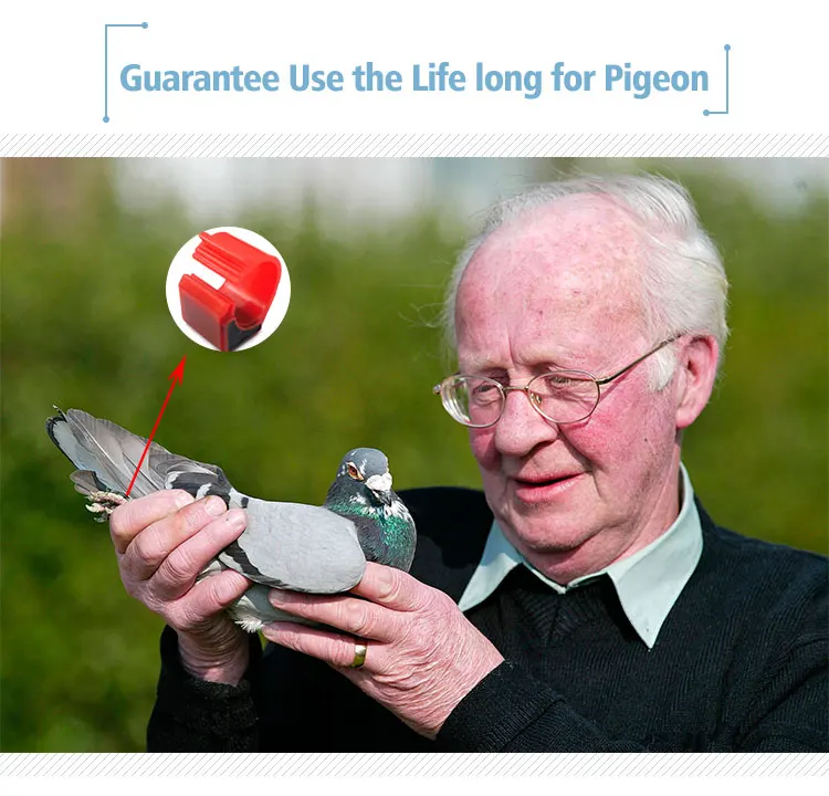 BENZiNG Pigeon Ring