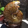 Natural Gemstone Raw Crystal Specimen Sea Snail Fossil Ammonite
