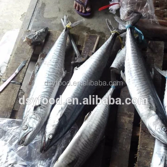 fish king mackerel
