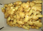 High Quality bulk fresh ginger low price