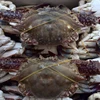 frozen crab blue swimming crab baby blue crab