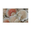 /product-detail/organic-frozen-hokkaido-scallop-meat-62205523695.html