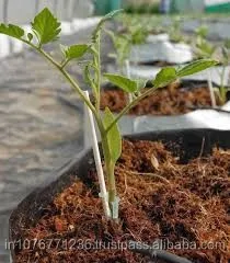 COCO PEATS FOR GROWING PLANTS