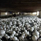 Used in musrhroom greenhouse ozone generator for mushroom farm