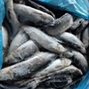 /product-detail/frozen-herring-exported-to-egypt-62188462222.html