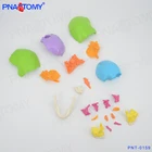 Life Human Colored Skull Model 22 Parts Life Size PNT-0159