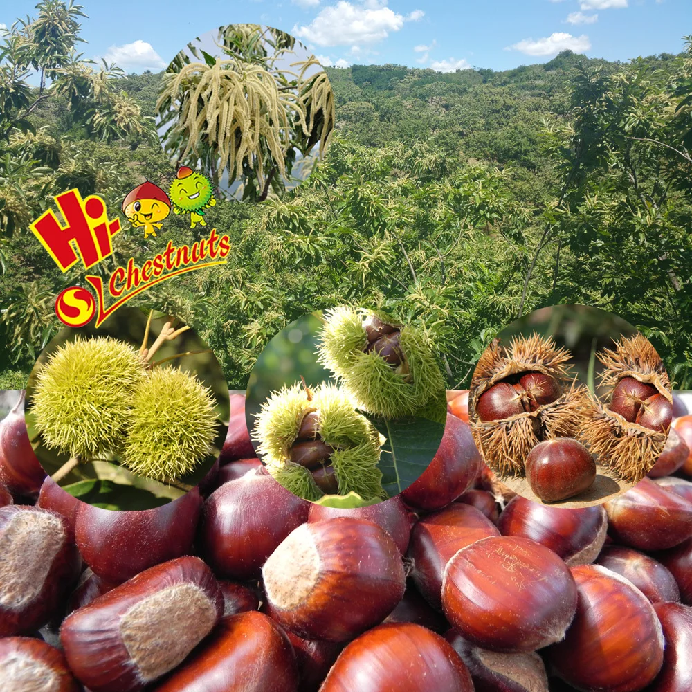 Fresh chestnuts30.jpg