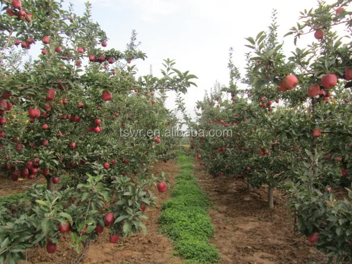 Sweet fresh huaniu apple from China Tianshui apple brand apple