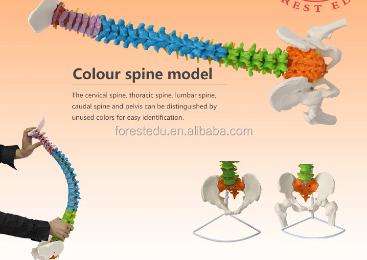 5 spine model.jpg