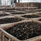 Betel Nut Hainan Factory Wholesale Dried Betel Nut Areca Nut Dry Split Prices