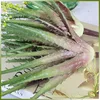 Succulent plants in artificial single aloe for home decoration with hot sales hight quality