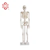 /product-detail/85cm-cheap-plastic-human-skeleton-made-in-china-60033765586.html