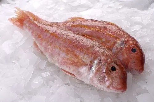 red mullet