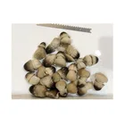 Canned Peeled Straw Mushroom Whole in Brine