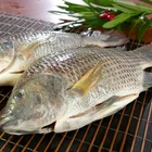 Clean tilapia fish gutted and scaled