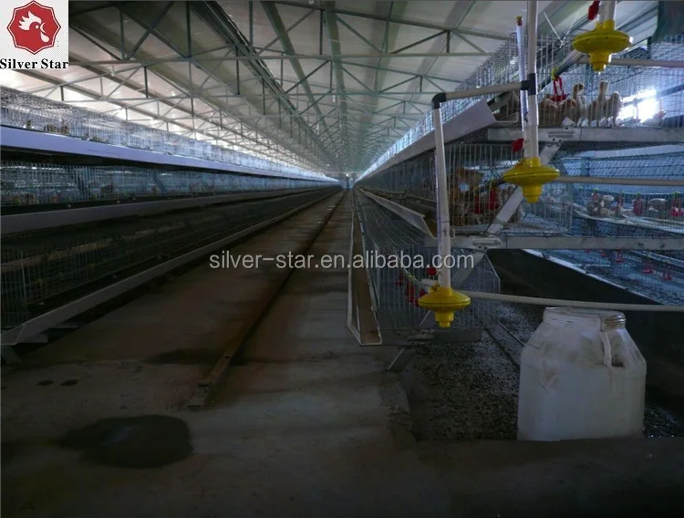 Pullet Cage picture Scrapper Manure Removal Picture