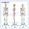 /product-detail/top-selling-plastic-humanity-skeleton-anatomical-60668114971.html