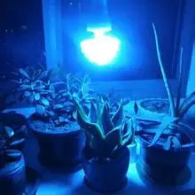 New style ce reptile lamp with great price