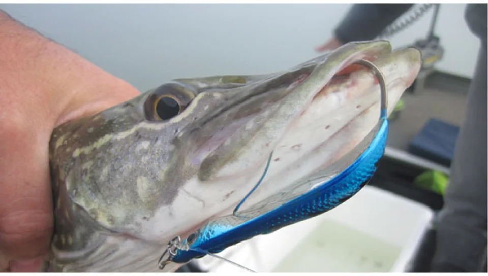 TB2P_r3xrBnpuFjSZFGXXX51pXa_!!2119015213