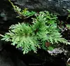 Dried form Involute Spikemoss Herb from Selaginella involvens Sw Spring