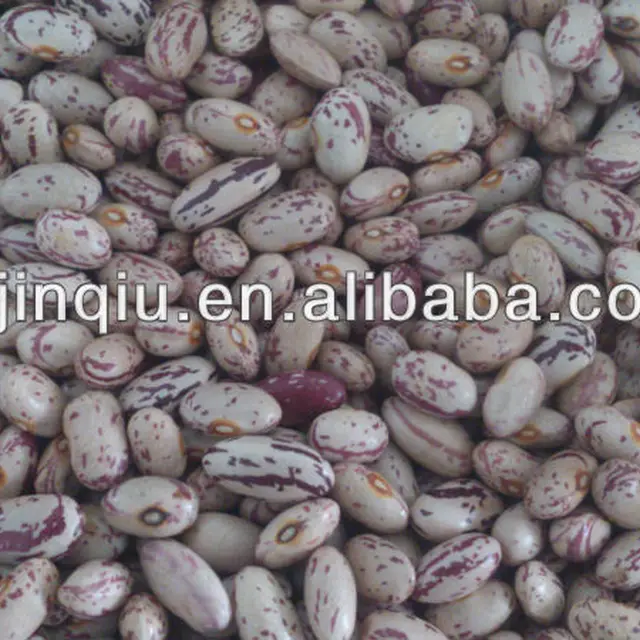 china new pinto beans