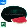 /product-detail/kingshire-watermelon-black-general-hybrid-seed-f1-60749811550.html