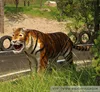 /product-detail/realistic-tiger-model-in-park-60746414873.html