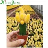 /product-detail/low-price-succulent-and-cactus-gardening-plant-grafted-cactus-60822154585.html