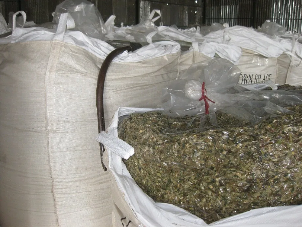 Corn Silage for animal bedding, animal feeding and mushroom cultivation