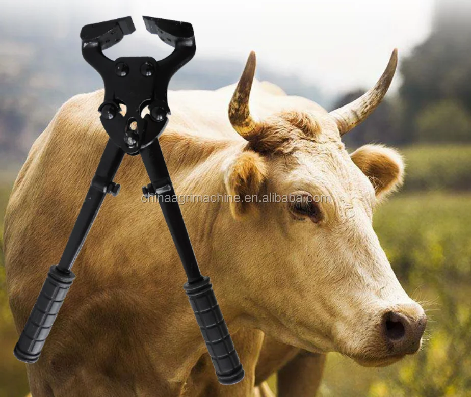 cow cattle trimming hoof
