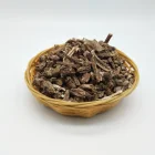 1107 Xu duan Chinese traditional herb Radix dipsaci Dipsacales