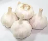 /product-detail/2018-wholesale-white-peeled-garlic-6-cm-fresh-garlic-60634028495.html