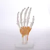 BIX-A1030 human hand joint skeleton models