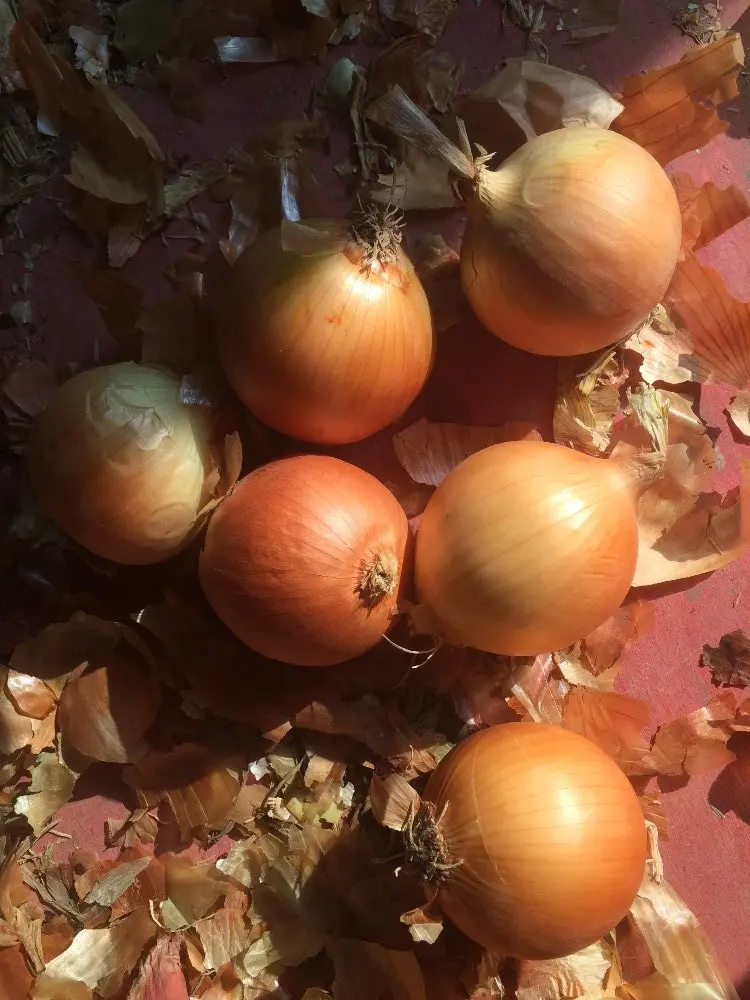 New Arrival Fresh Onion 5-9cm Size