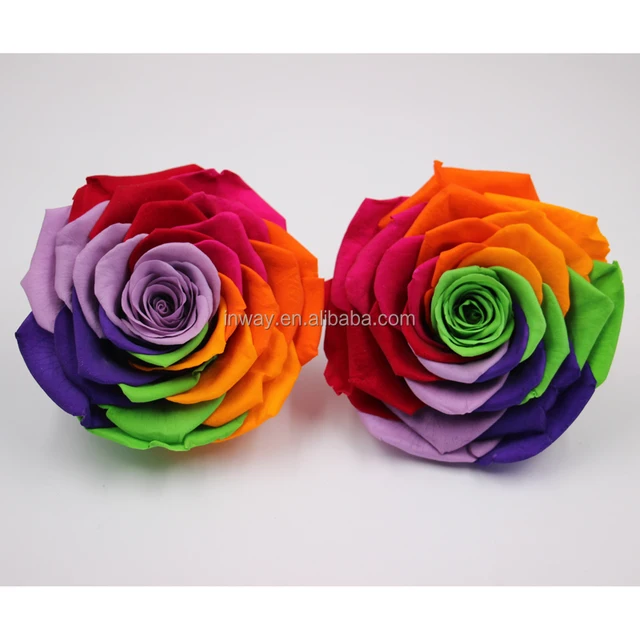 design rainbow color everlasting rose natural preserved eternal