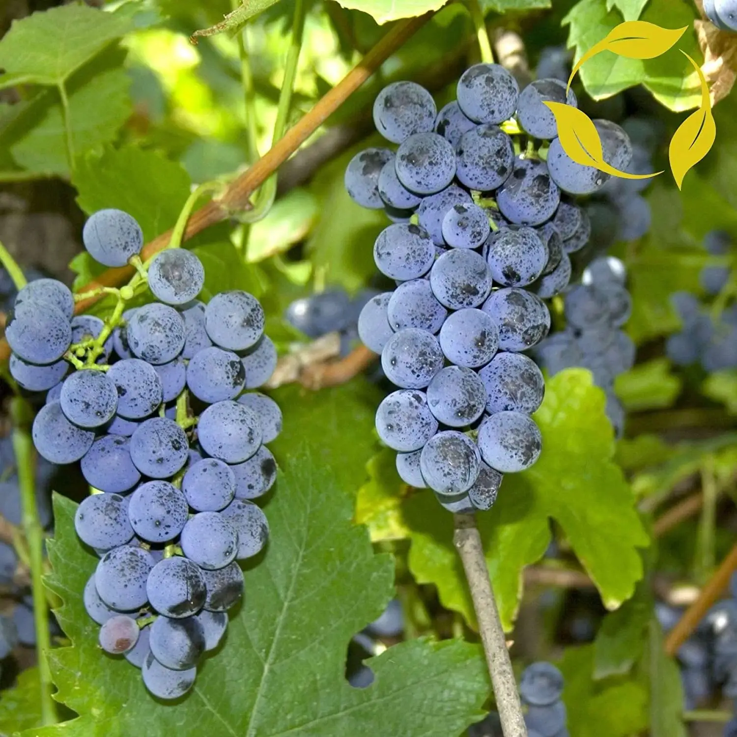 виноград лидия фото