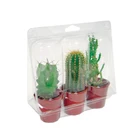 Custom Design Clear PVC/PET Plastic Packaging Box for Little Potted Plants
