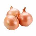 Quality fresh yellow onion vegetables new crop for wholesale