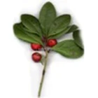 OEM/ODM 100% Pure Wintergreen Essential Oil