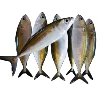 Hgt indian mackerel macheral hgt indian mackerel frozen fish