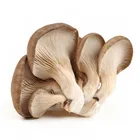 China Dried oyster mushroom for sale oyster mushrooms 1k