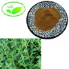Top Selling Thyme Leaf Extract Powder/Thymus Vulgaris Leaf Extract/Thyme P.E Thymus Mongolicus Ronn